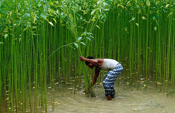 dhaka, bangladesh, indian sub continent, asia